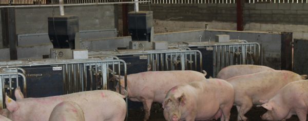 Electronic Sow Feeders