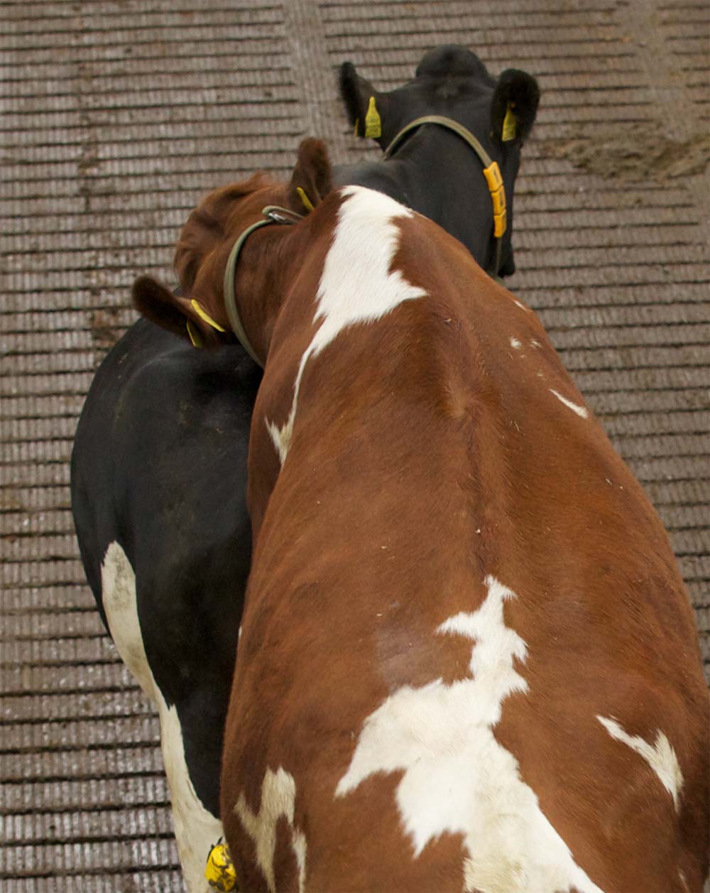 Heat Detection Jenisys